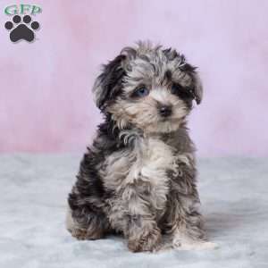 Amber, Mini Aussiedoodle Puppy